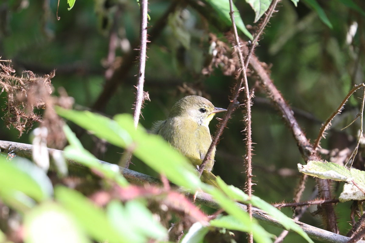 Common Yellowthroat - ML640961410