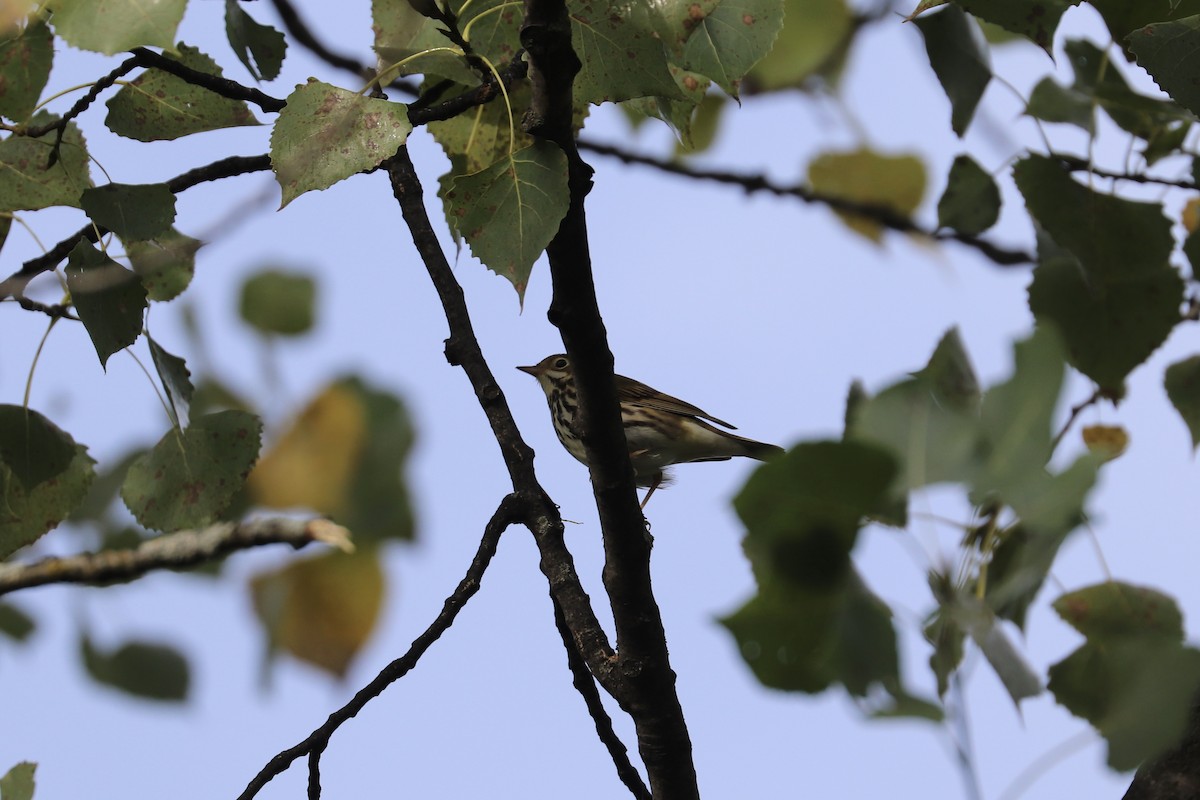 Ovenbird - ML640961418