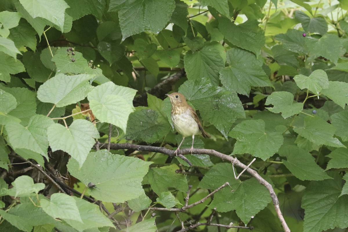 Veery - ML640961419