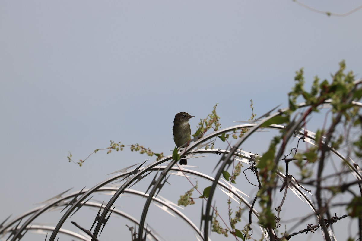 Least Flycatcher - ML640961425