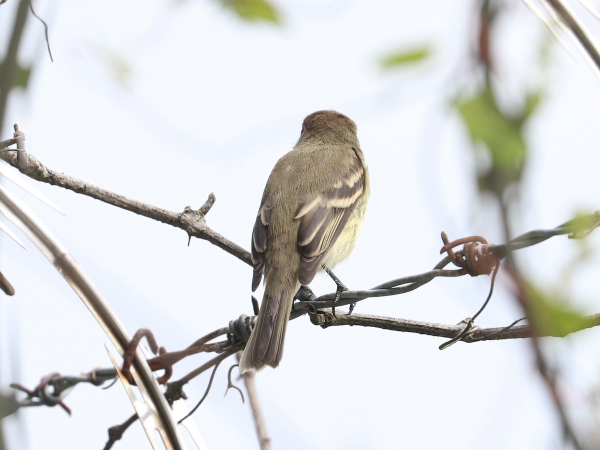 tyranovec malinký - ML640961447