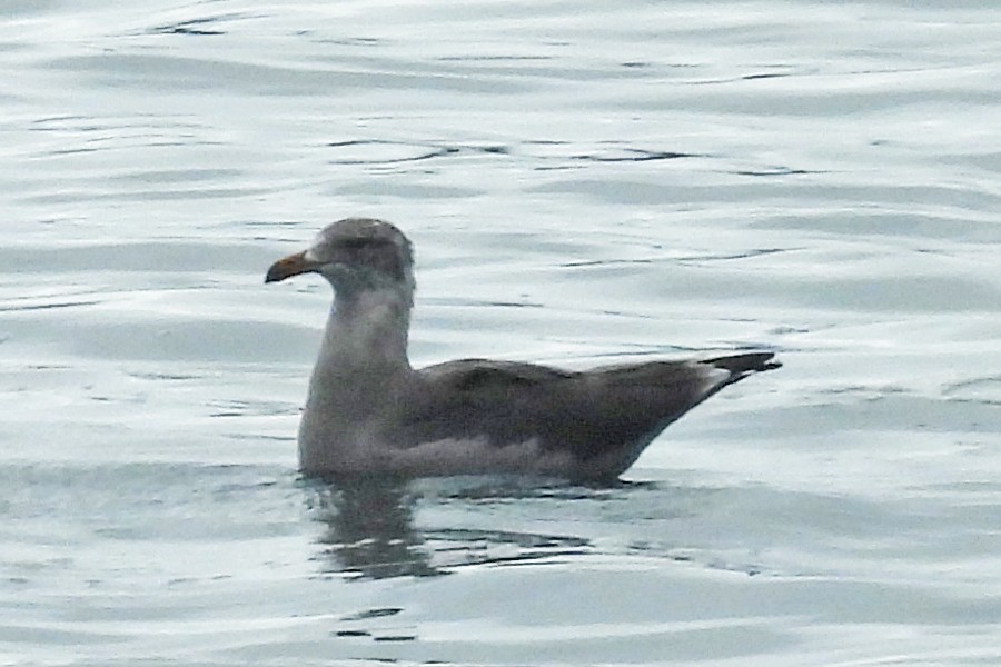 racek mexický - ML640961465
