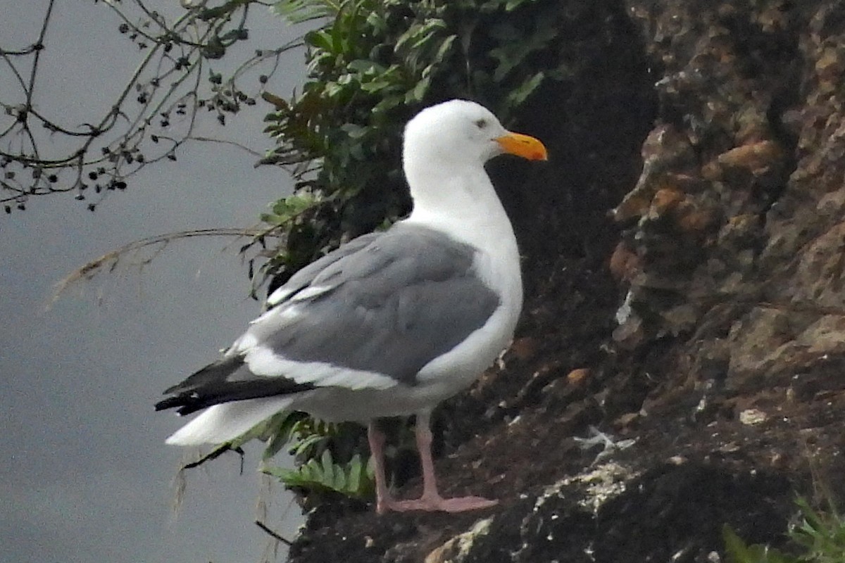 Western Gull - ML640961476