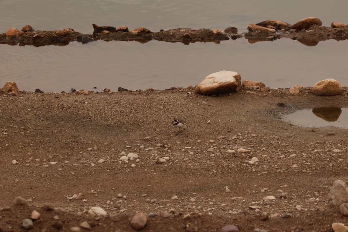 Semipalmated Plover - ML640961477