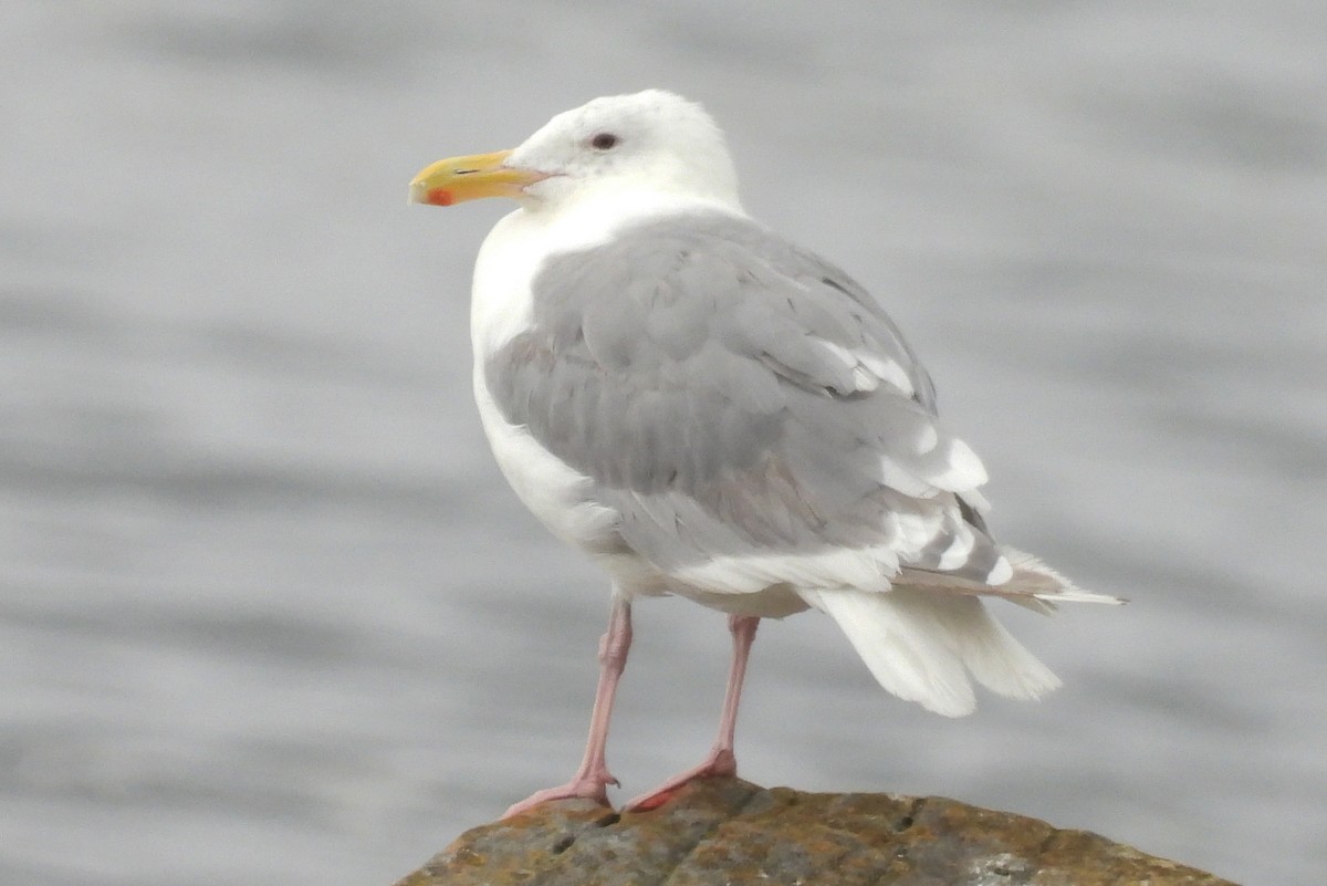 Glaucous-winged Gull - ML640961478