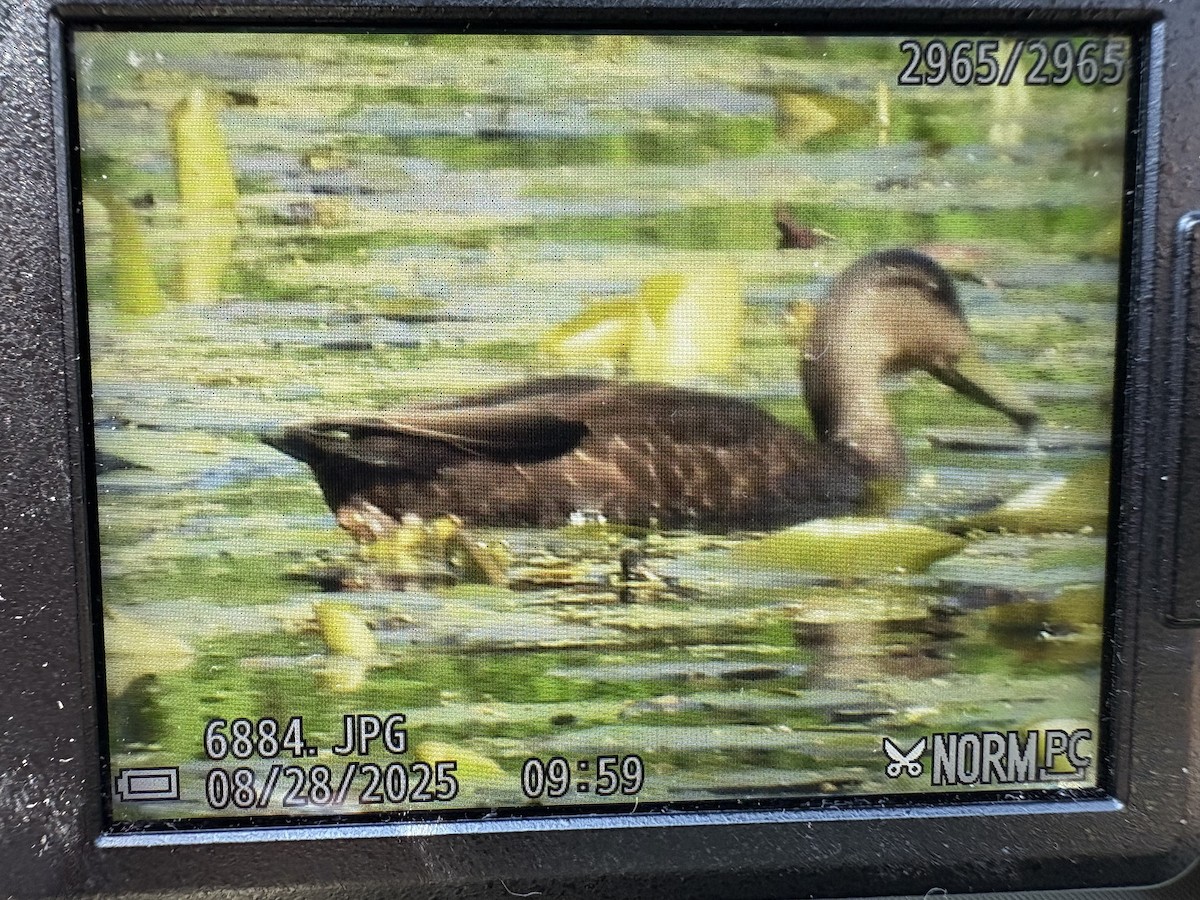 American Black Duck - ML640961479