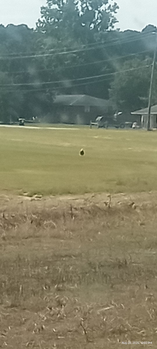 Bald Eagle - ML640961480