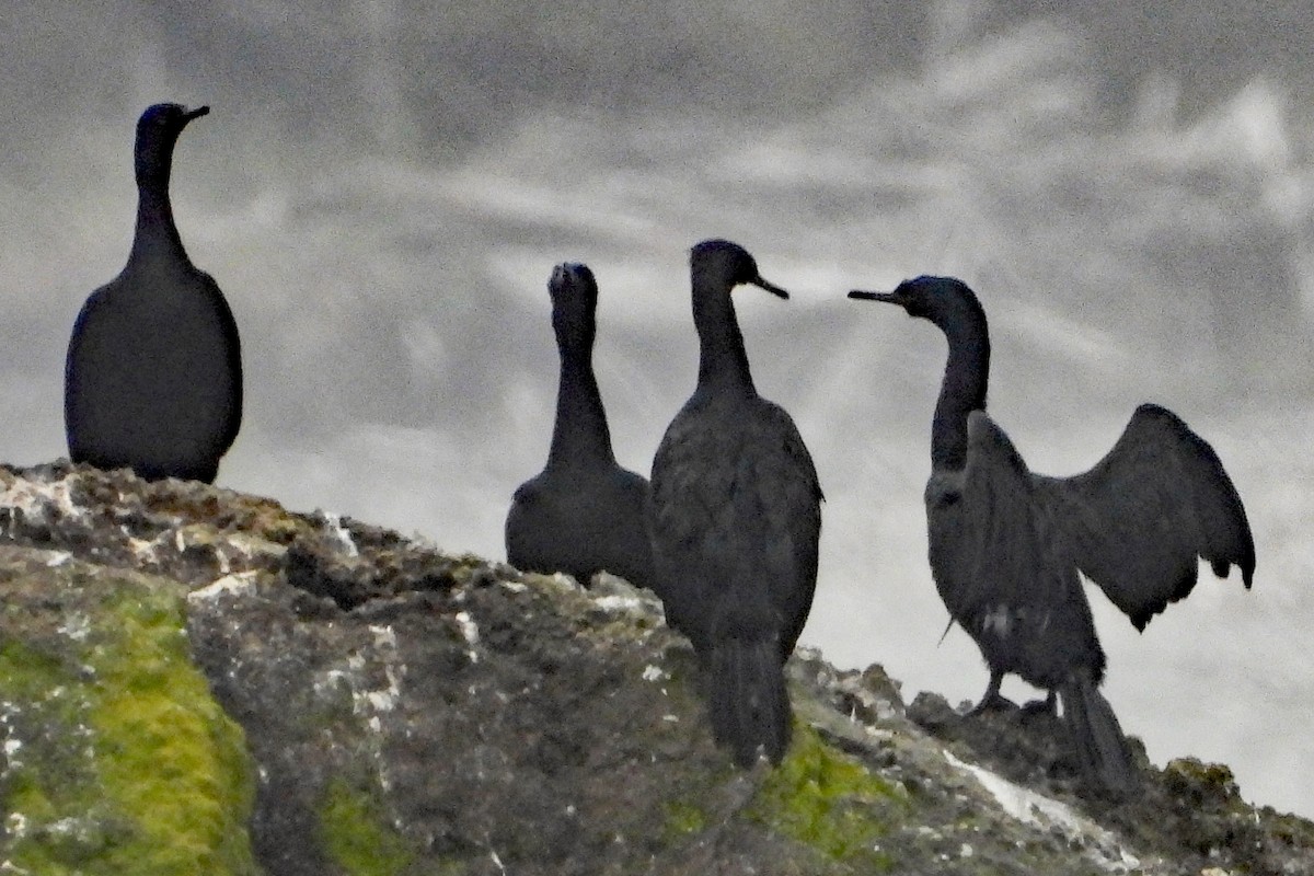 Pelagic Cormorant - ML640961481