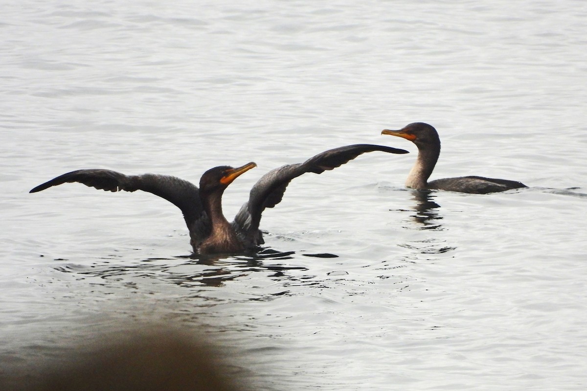 Double-crested Cormorant - ML640961487