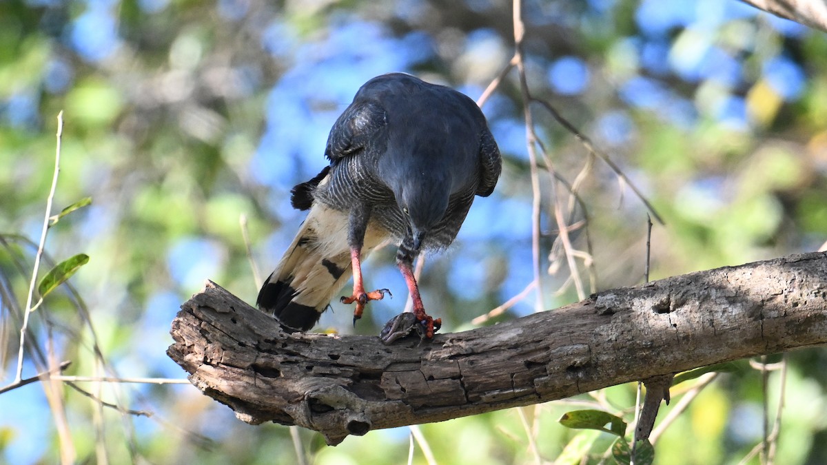 Crane Hawk (Banded) - ML640961489
