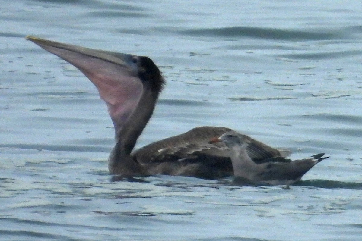 Brown Pelican - ML640961490