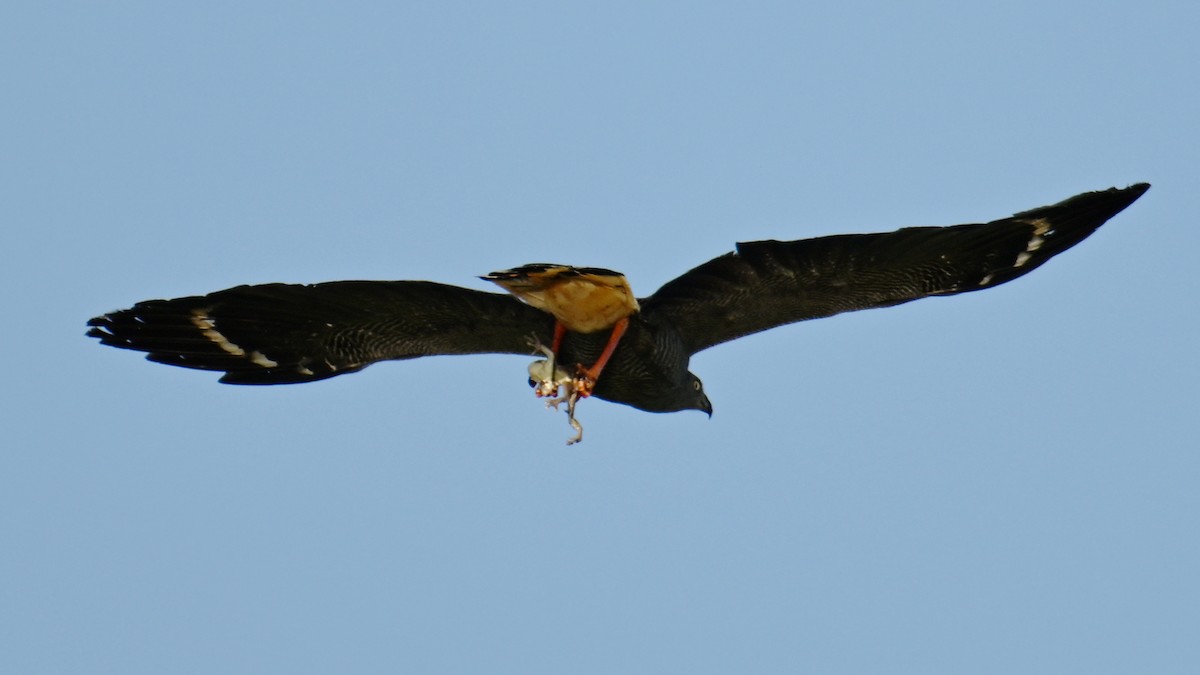 Crane Hawk (Banded) - ML640961494