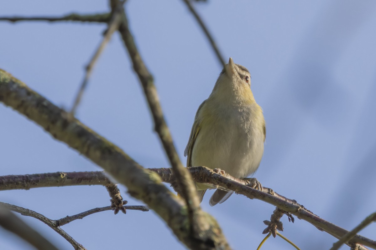 Red-eyed Vireo - ML640961499