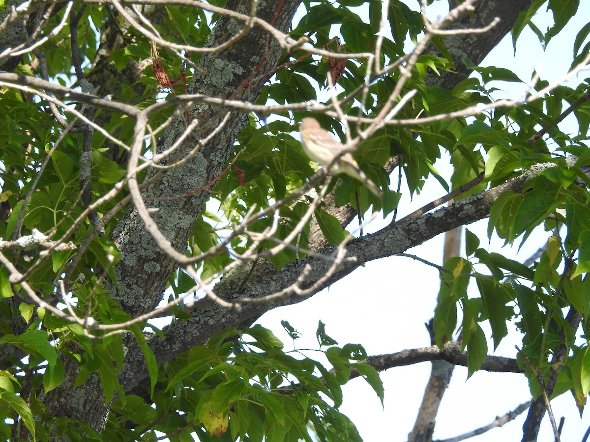 Yellow-bellied Flycatcher - ML640961500
