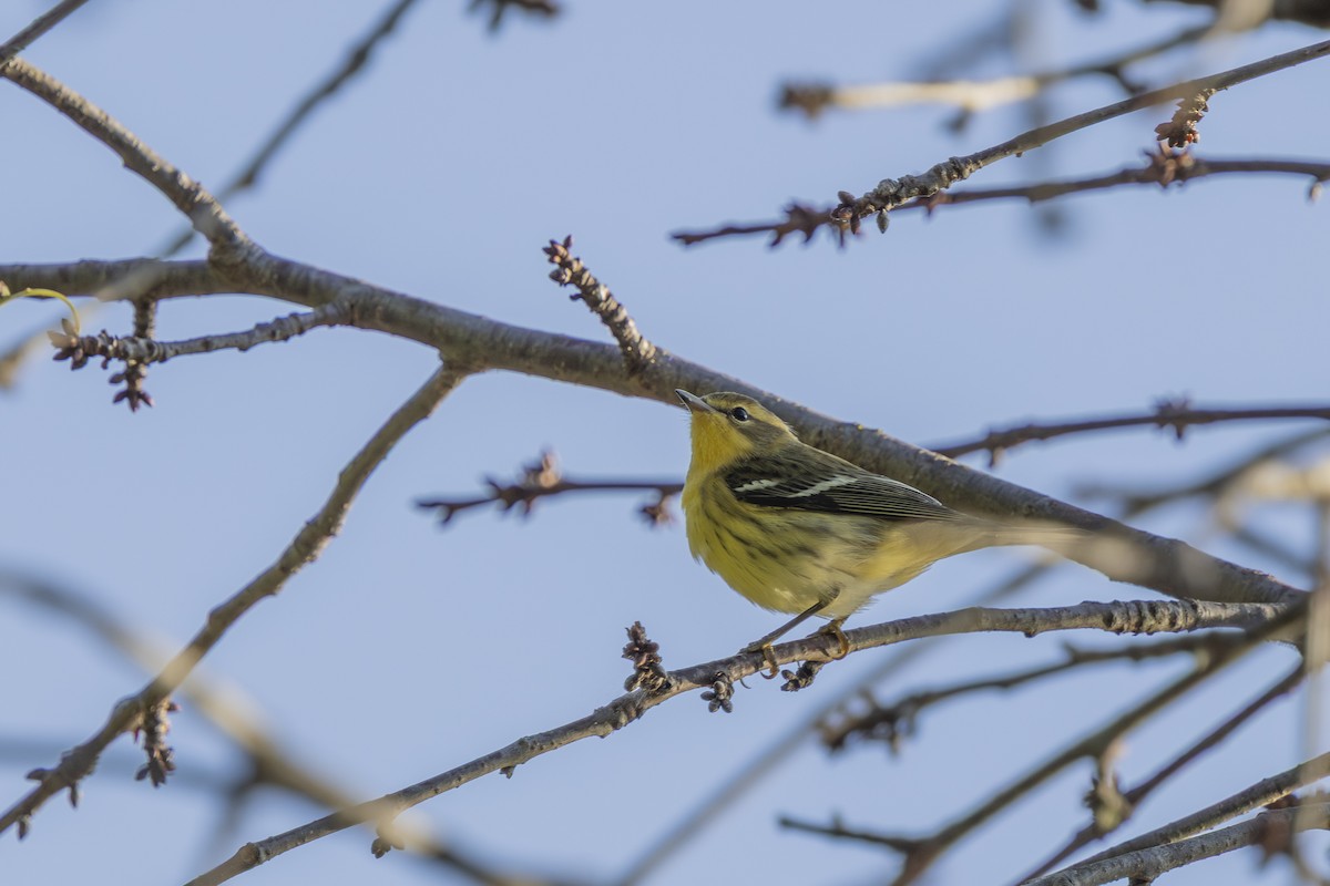 Blackburnian Warbler - ML640961501