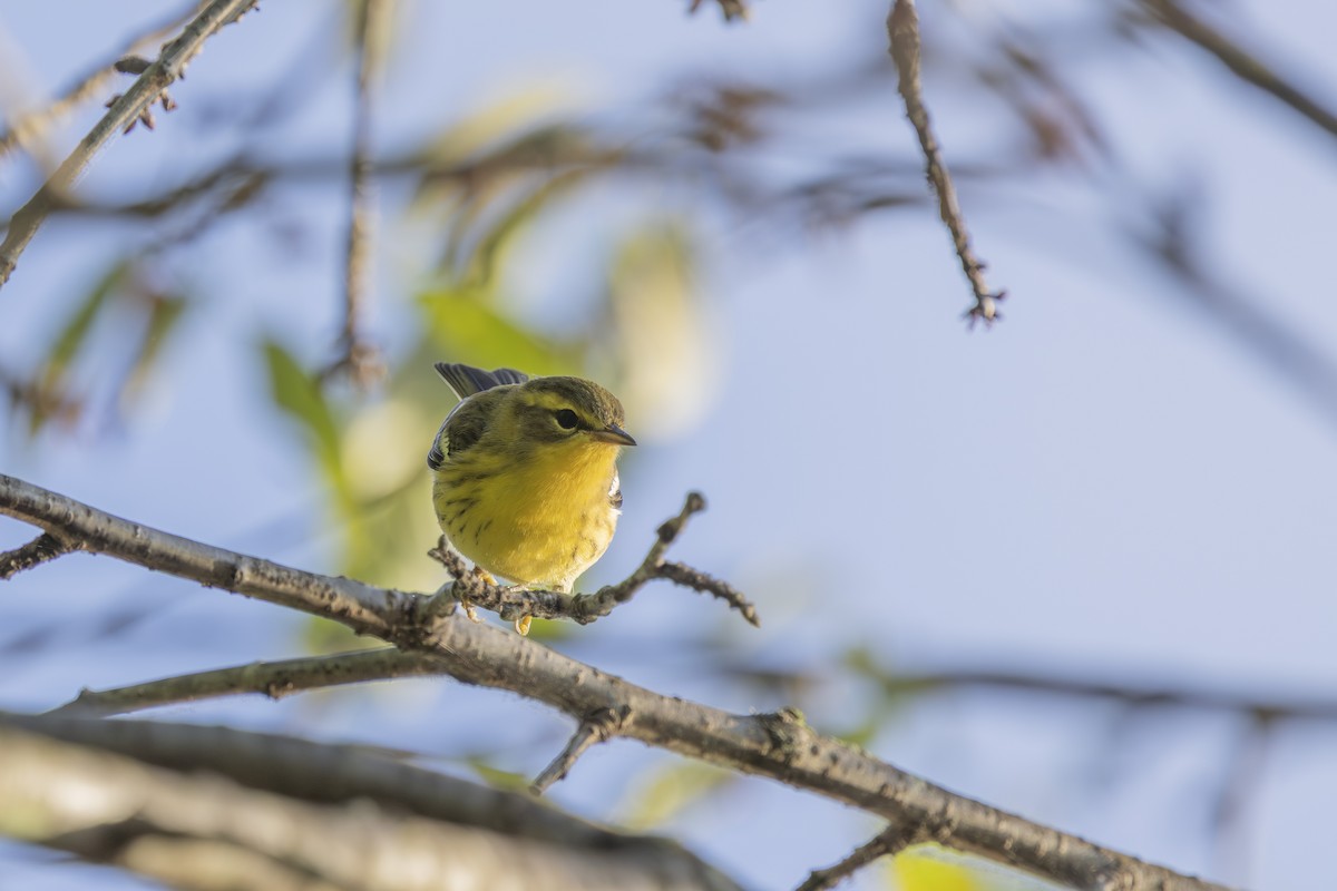 Blackburnian Warbler - ML640961502
