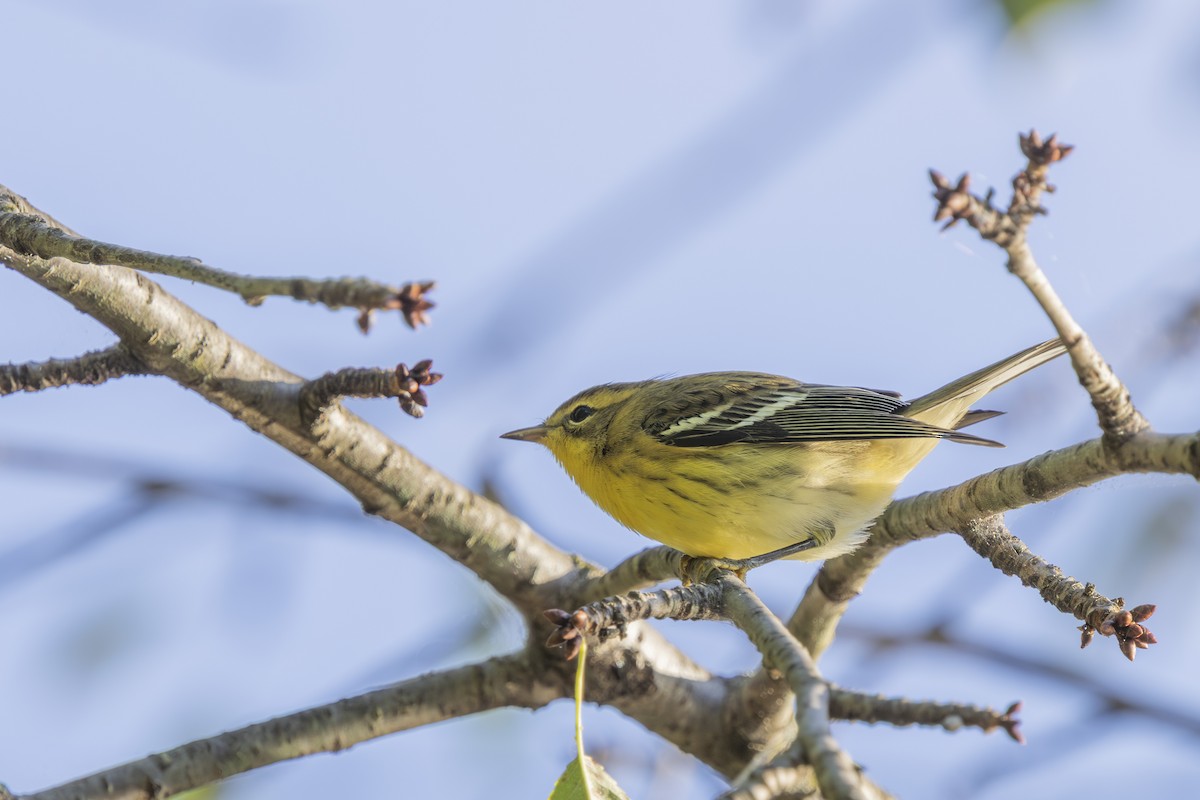 Blackburnian Warbler - ML640961504