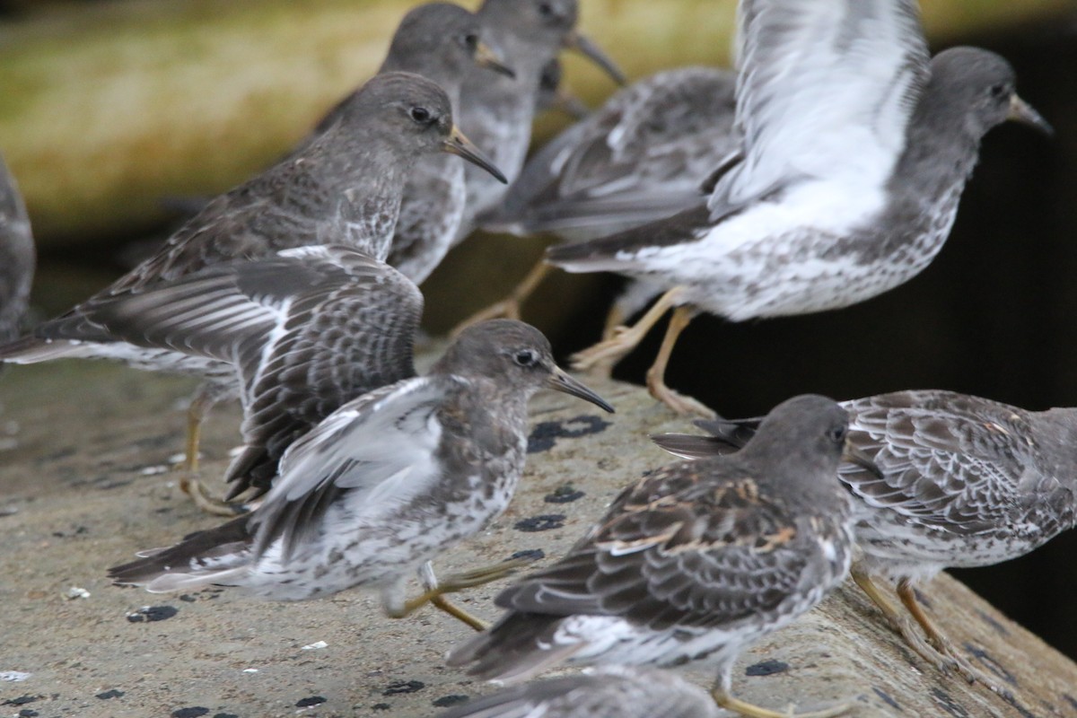 Rock Sandpiper - ML640961509