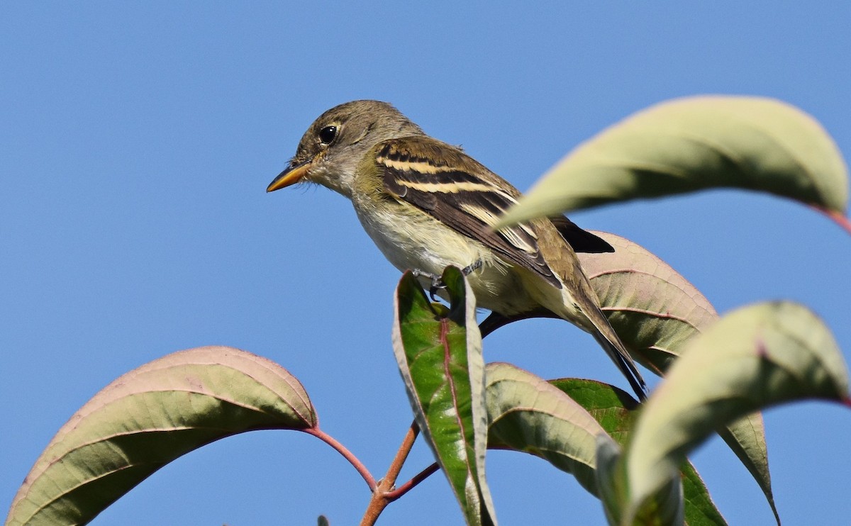 tanımsız Empidonax sp. - ML640961527