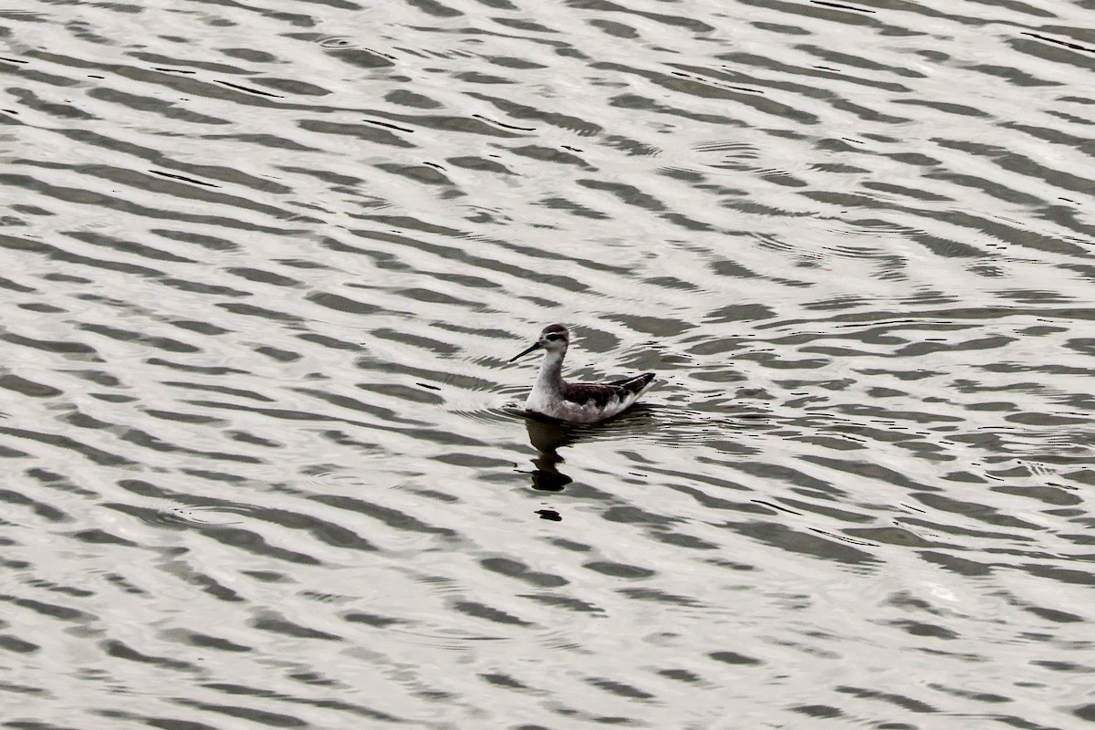 hvithalesvømmesnipe - ML640961554