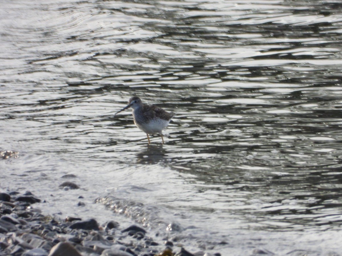 Greater Yellowlegs - ML640961603