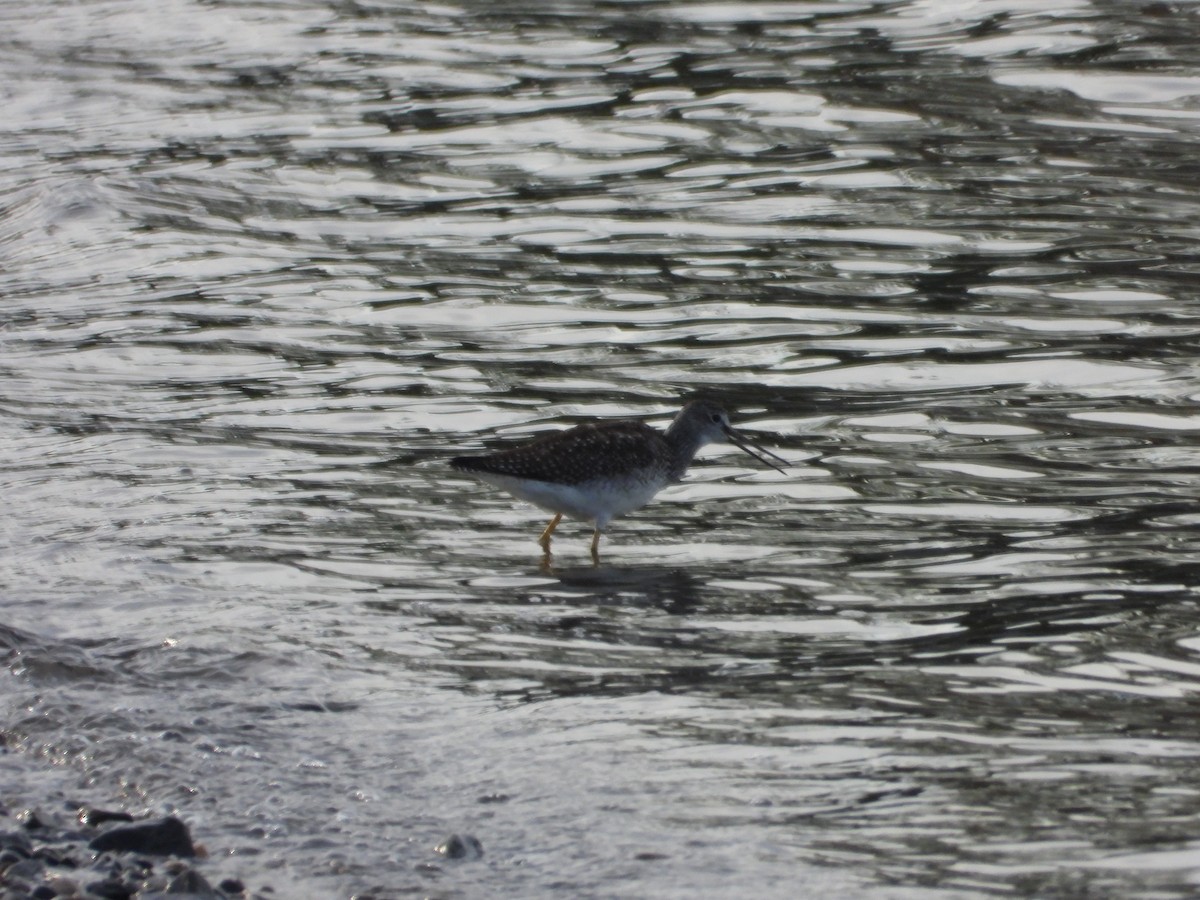 Greater Yellowlegs - ML640961604