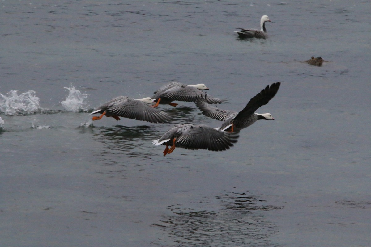 Emperor Goose - ML640961612