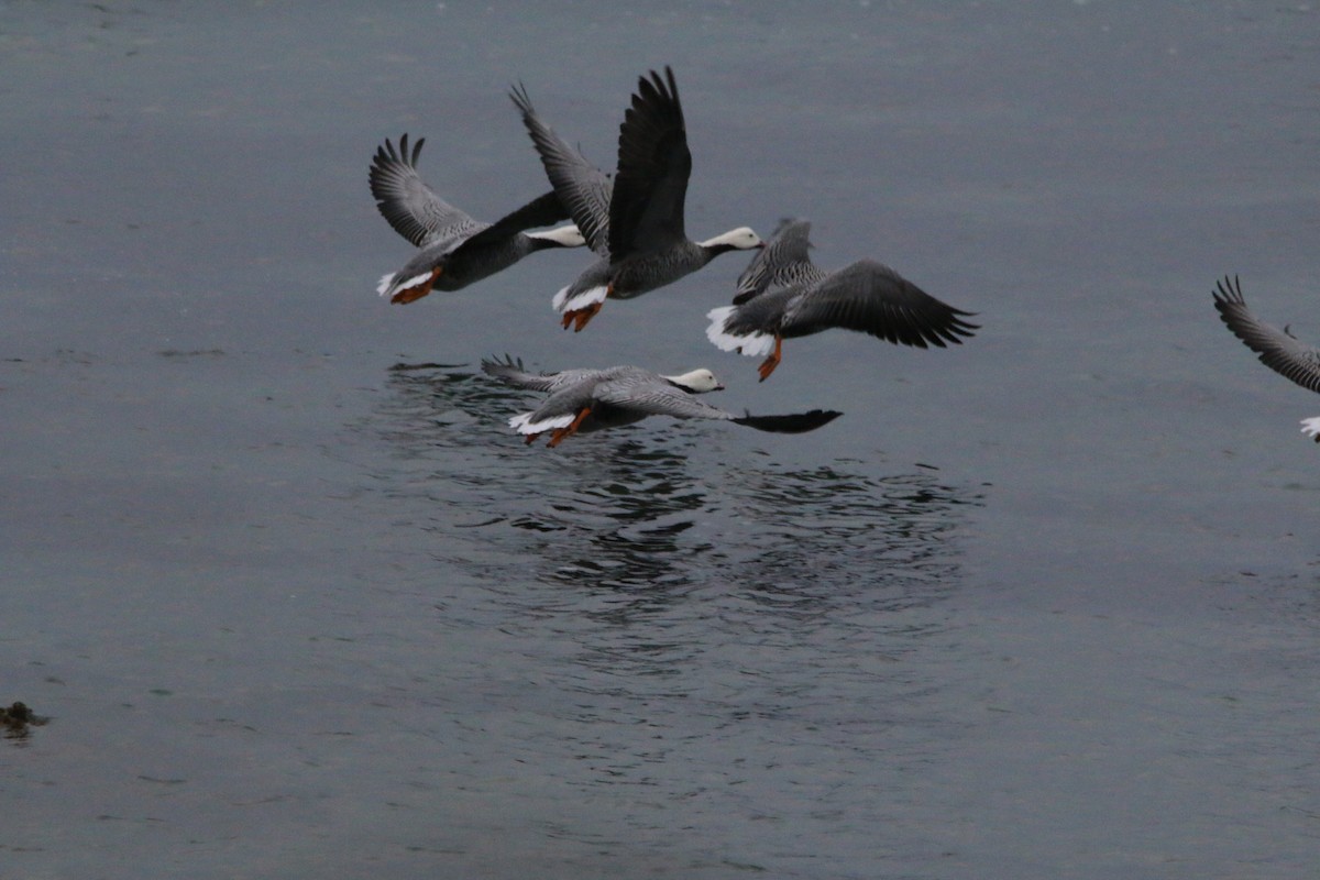 Emperor Goose - ML640961613