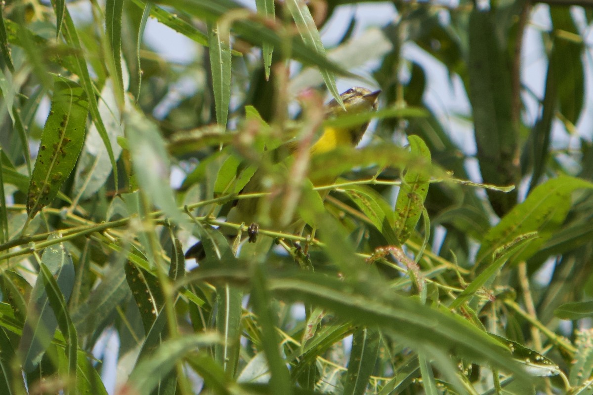 Prairie Warbler - ML640961616
