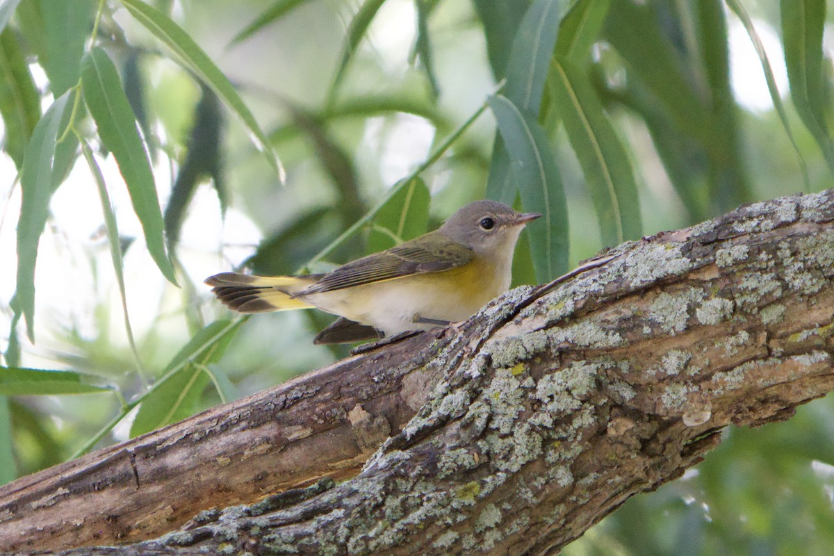American Redstart - ML640961627