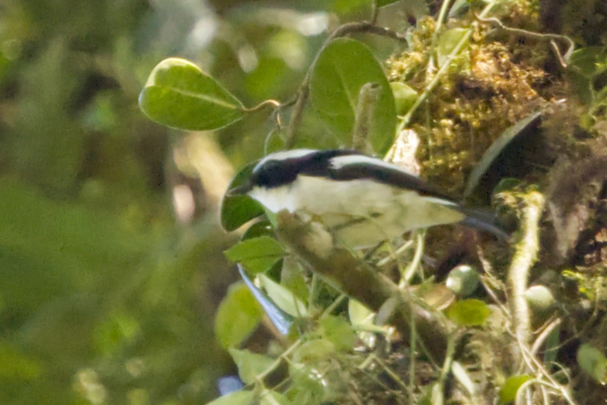Little Pied Flycatcher - ML640961679
