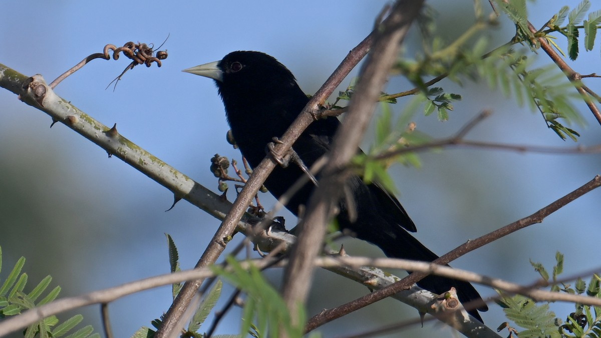 Solitary Black Cacique - ML640961697