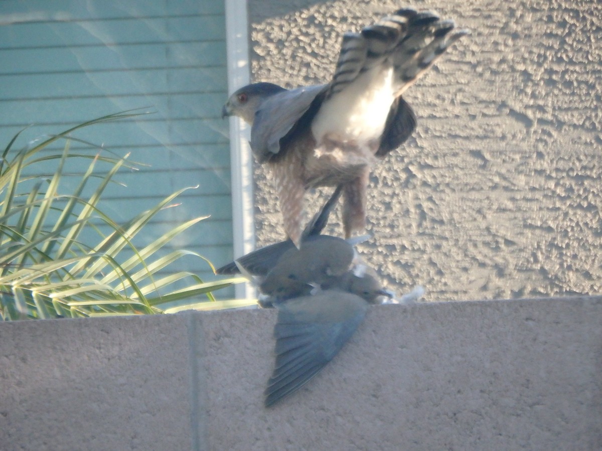 Cooper's Hawk - ML640961711