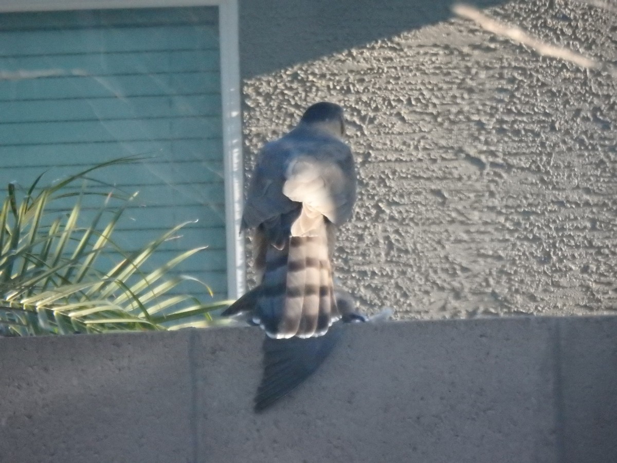 Cooper's Hawk - ML640961712
