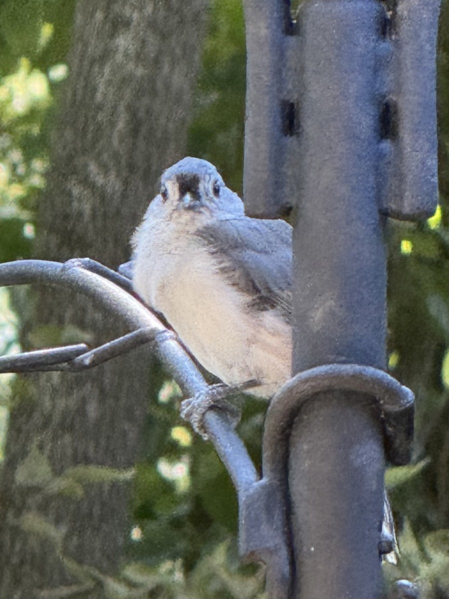 Tufted Titmouse - ML640961720