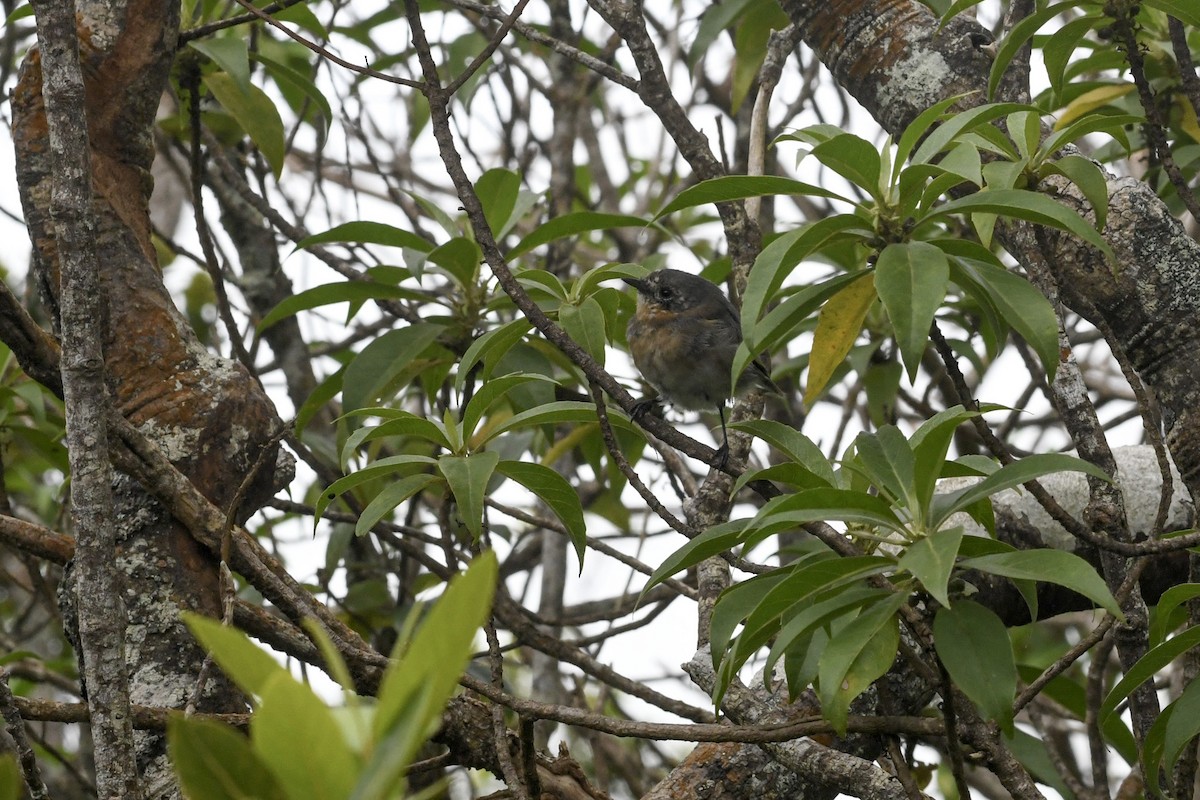 Kauai Elepaio - ML640961721