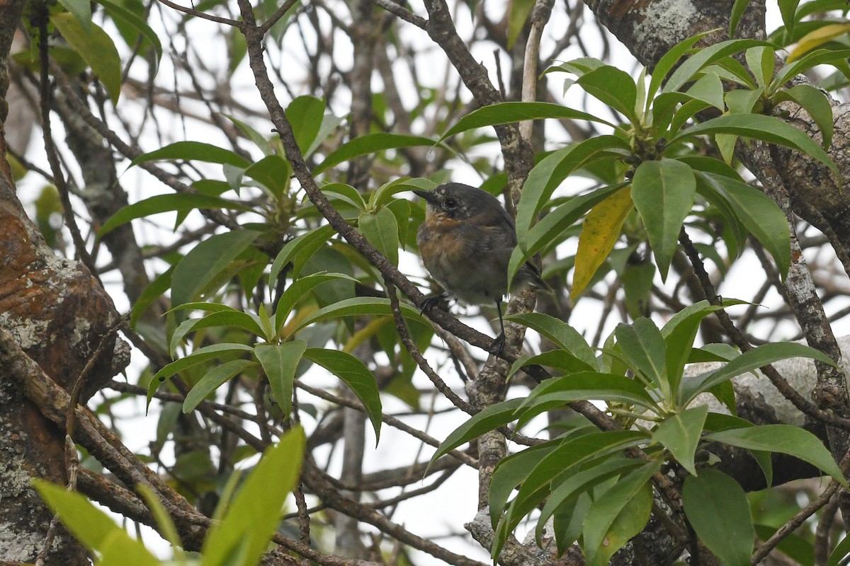 Kauai Elepaio - ML640961722