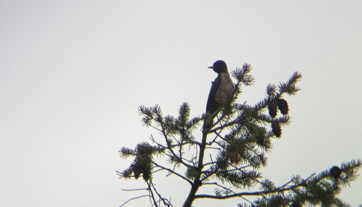 Lewis's Woodpecker - ML640961725
