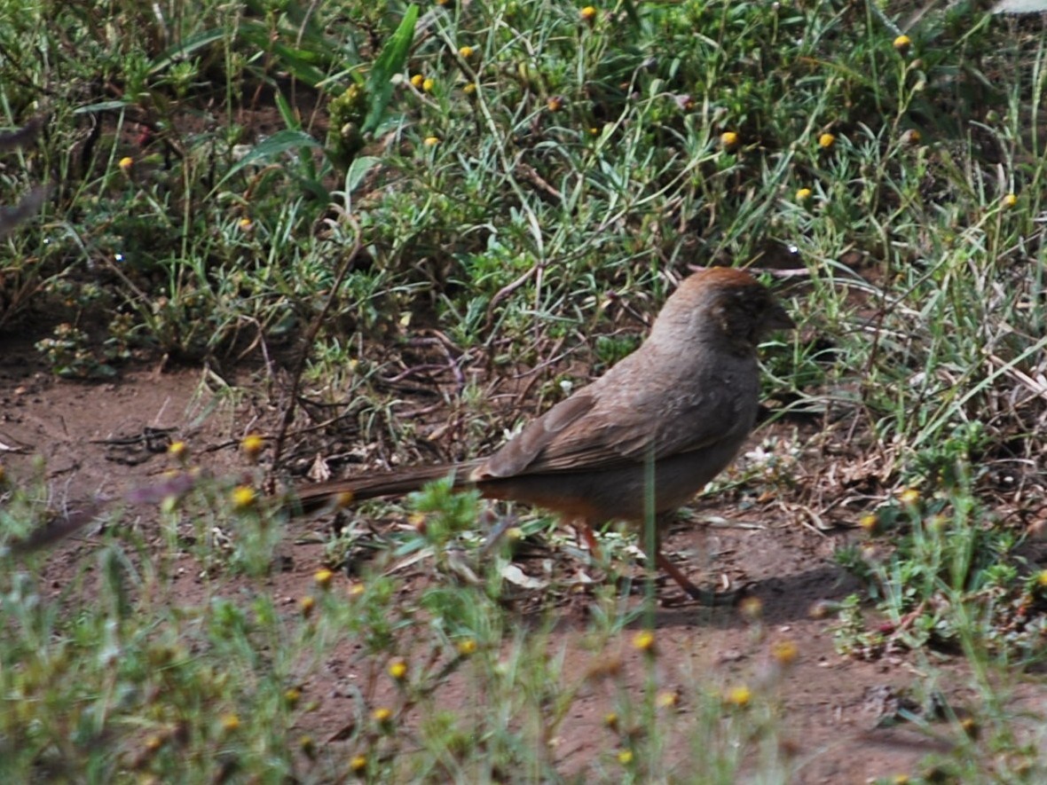 Canyon Towhee - ML640961732