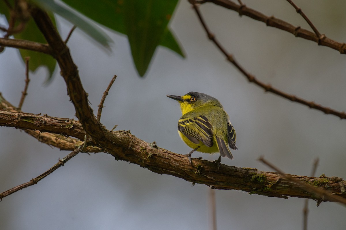 Gray-headed Tody-Flycatcher - ML640961735