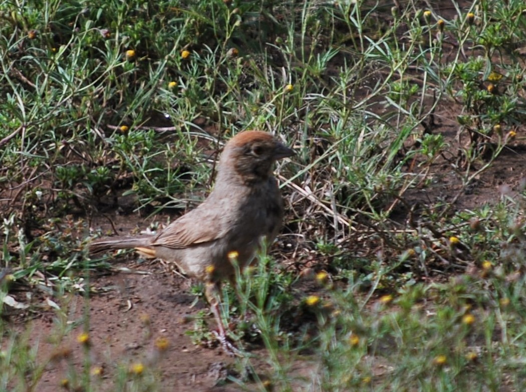 Canyon Towhee - ML640961741