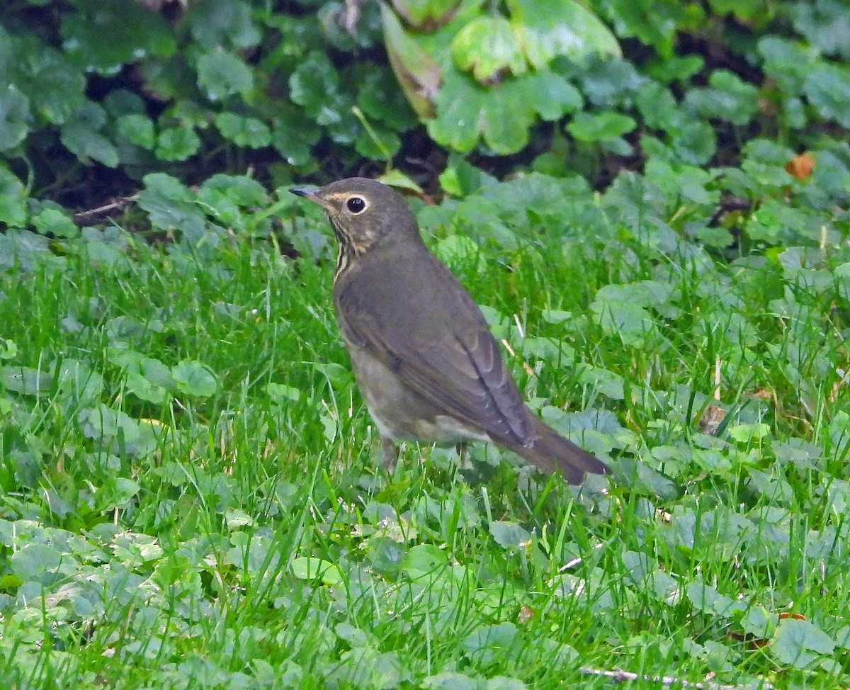 Swainson's Thrush - ML640961769