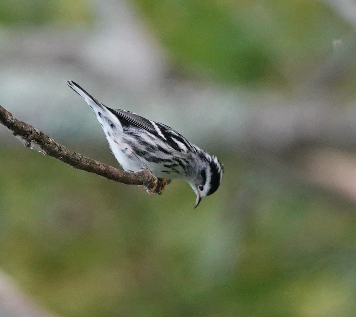 Black-and-white Warbler - ML640961777
