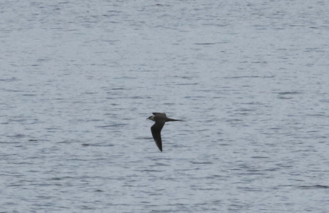 Long-tailed Jaeger - ML640961827