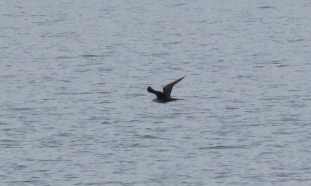 Long-tailed Jaeger - ML640961829
