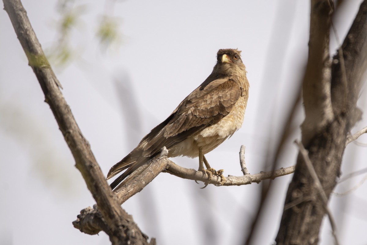 Chimango Caracara - ML640961833