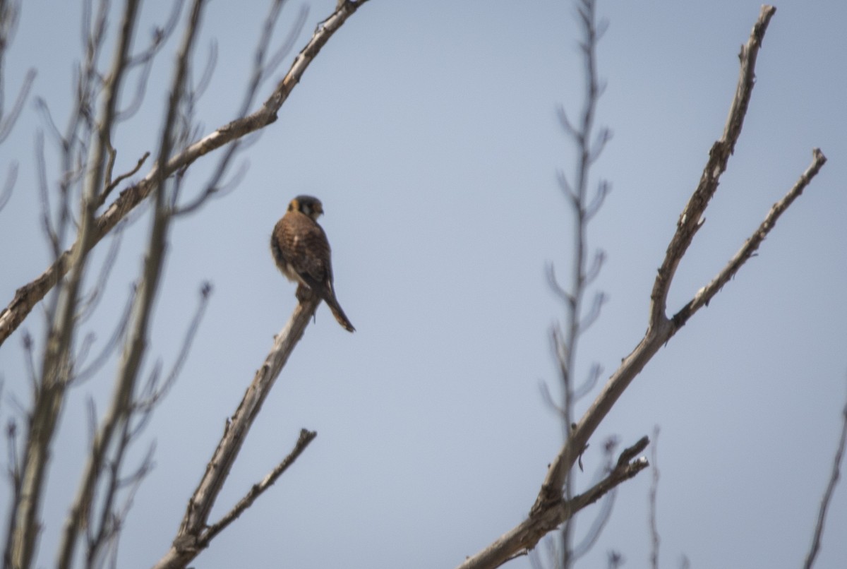 American Kestrel - ML640961838