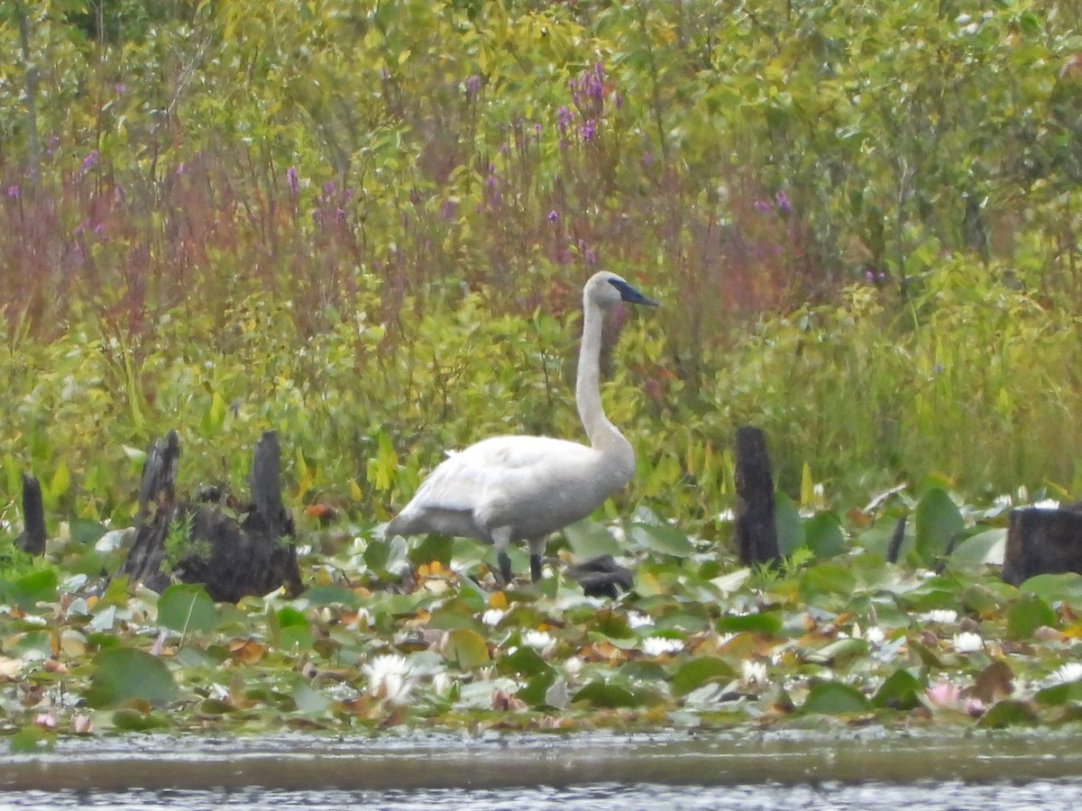Trumpeter Swan - ML640961839