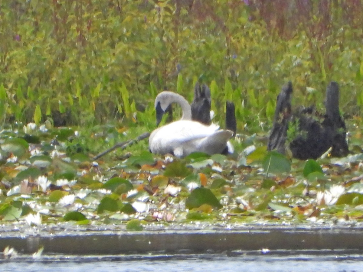 Trumpeter Swan - ML640961840