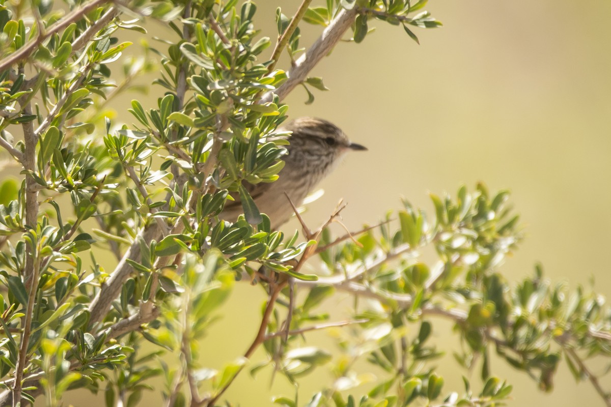 Plain-mantled Tit-Spinetail - ML640961846